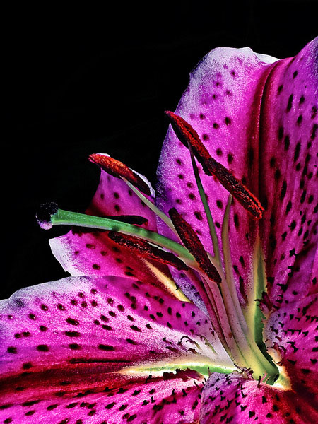 Lily No 2 Copy 